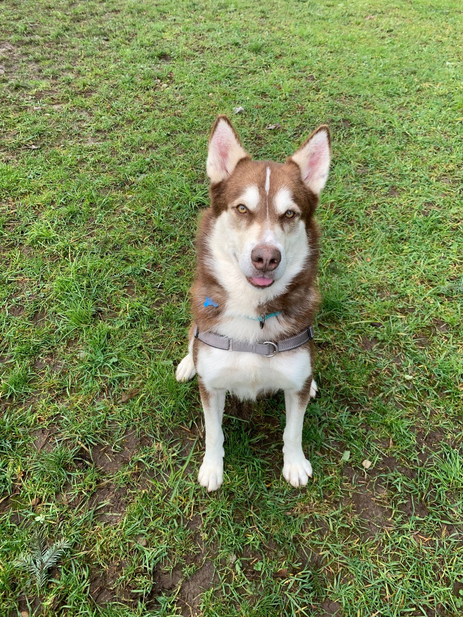 dog-image