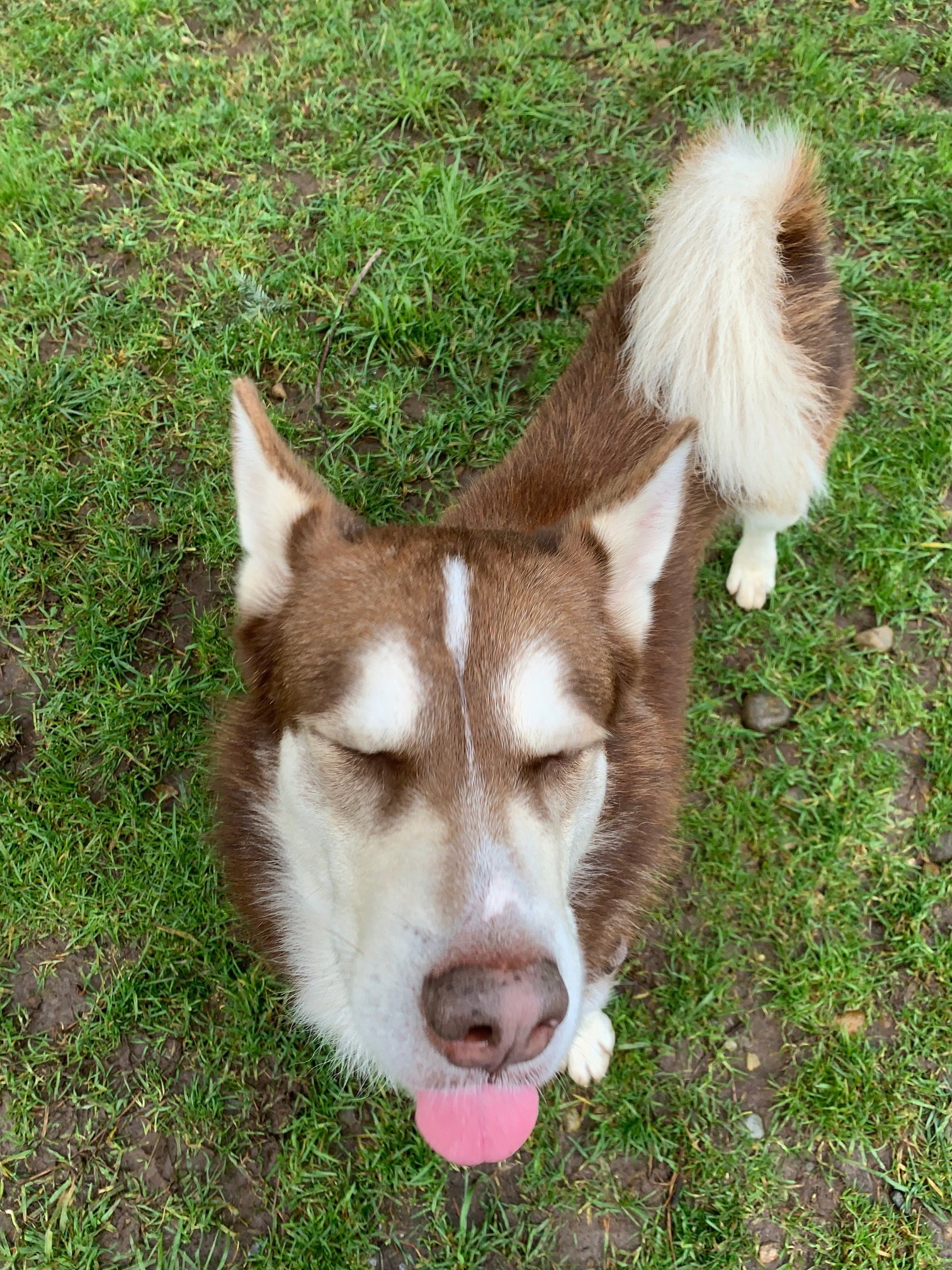 dog-image
