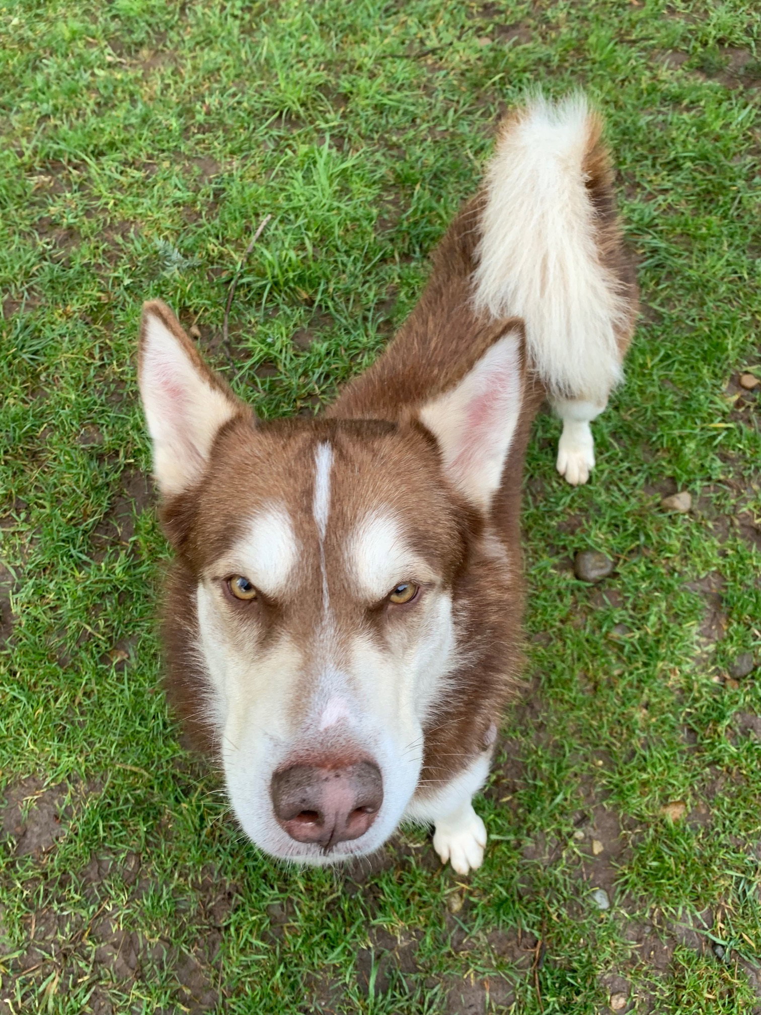 dog-image