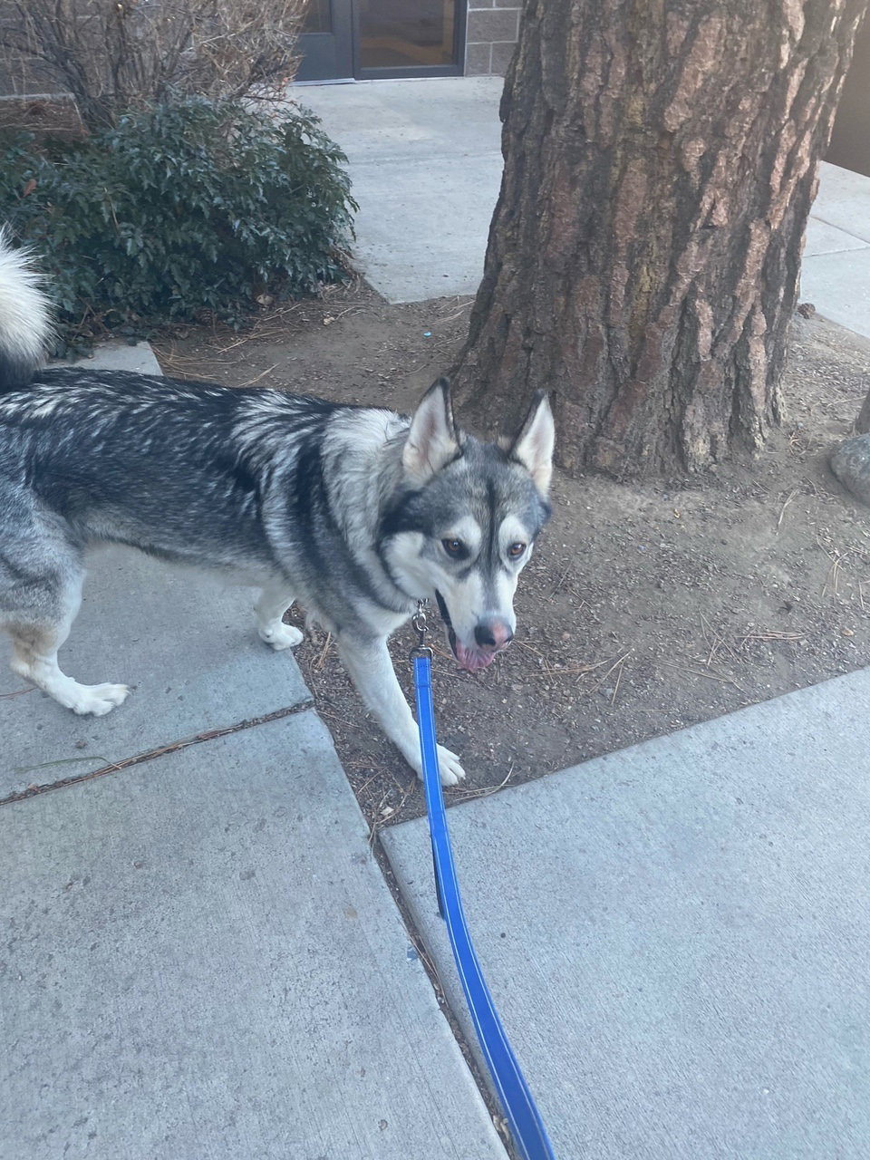 dog-image