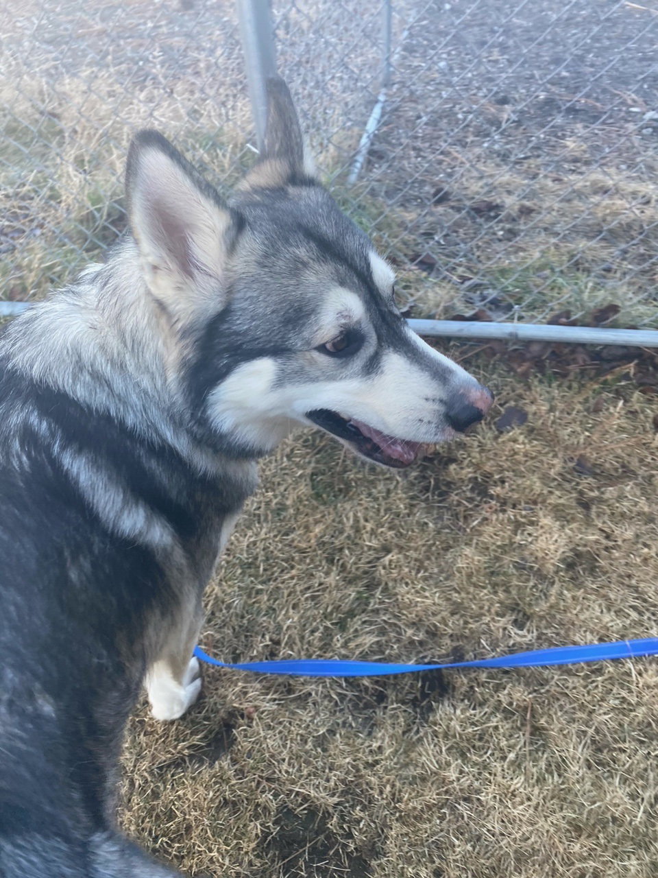 dog-image