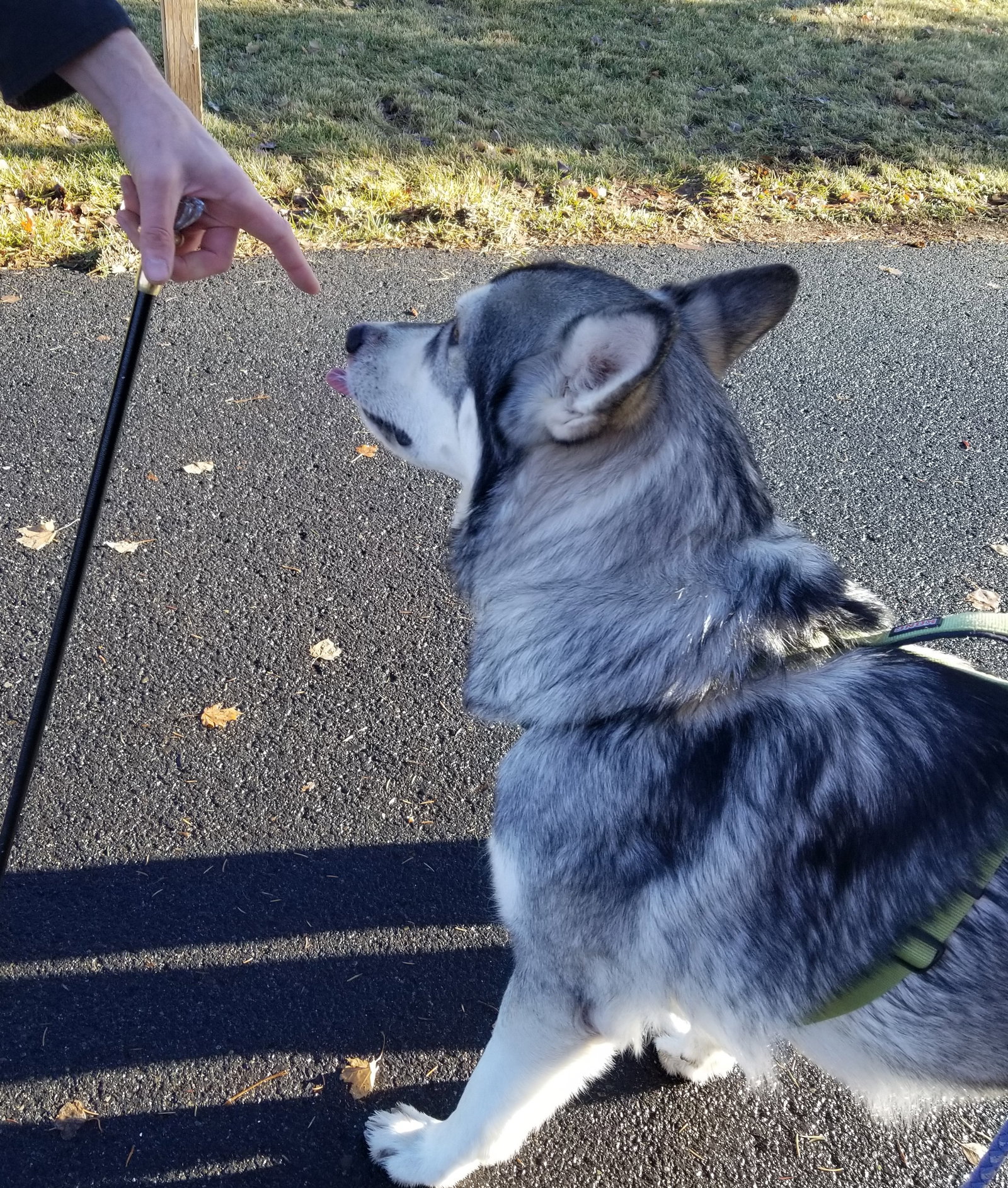 dog-image