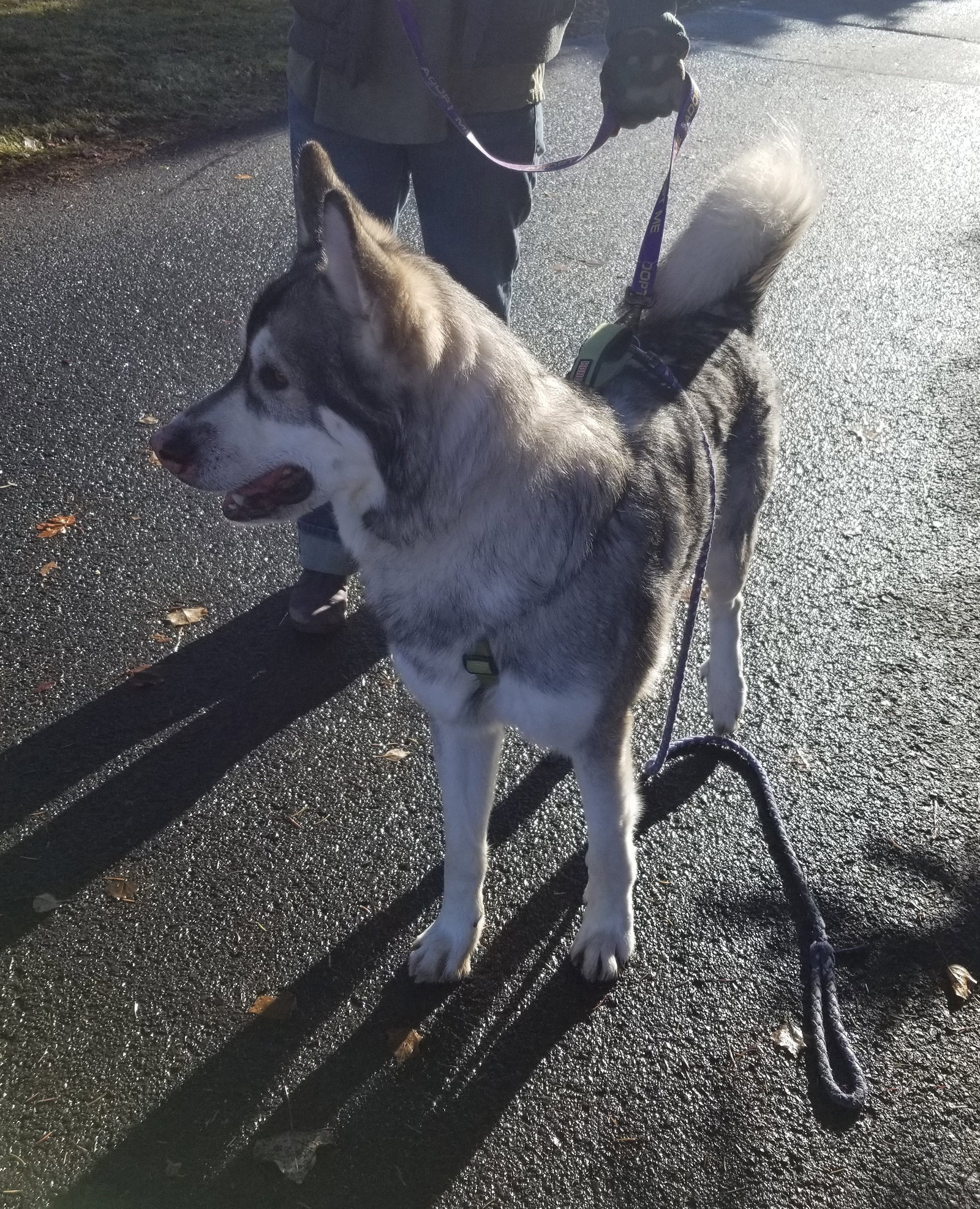 dog-image