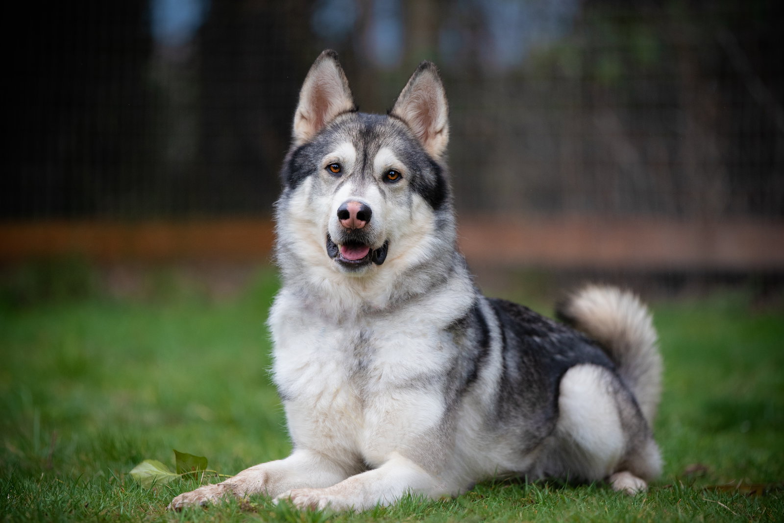 dog-image