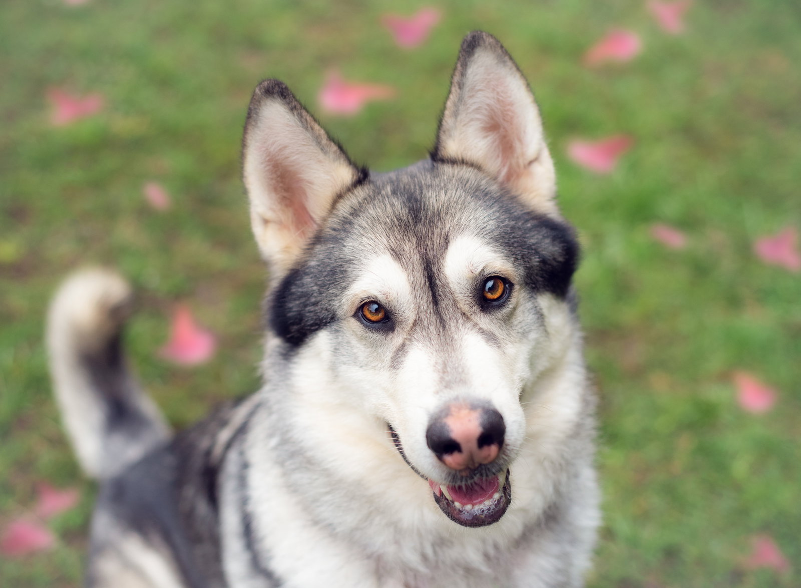 dog-image