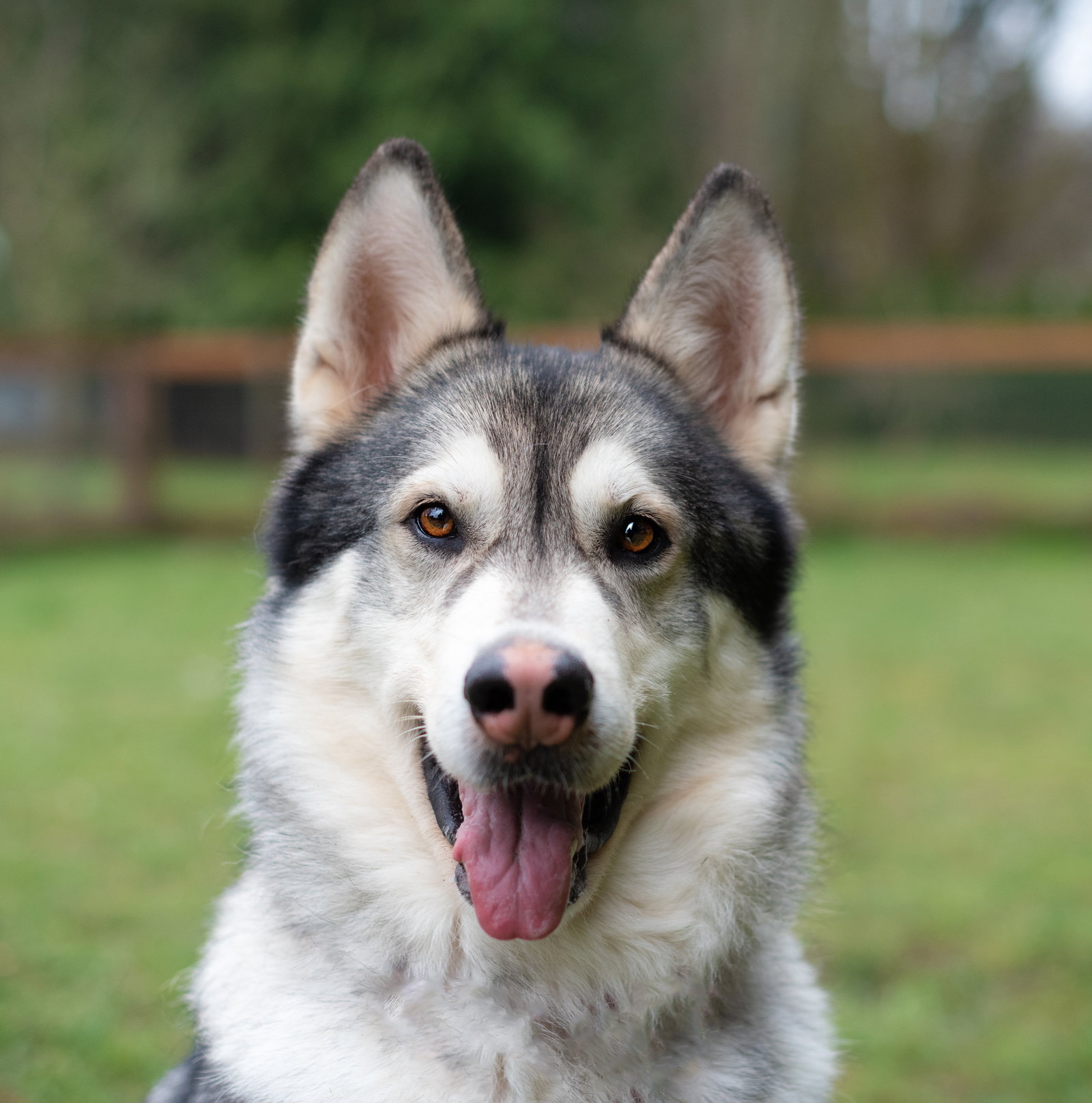 dog-image