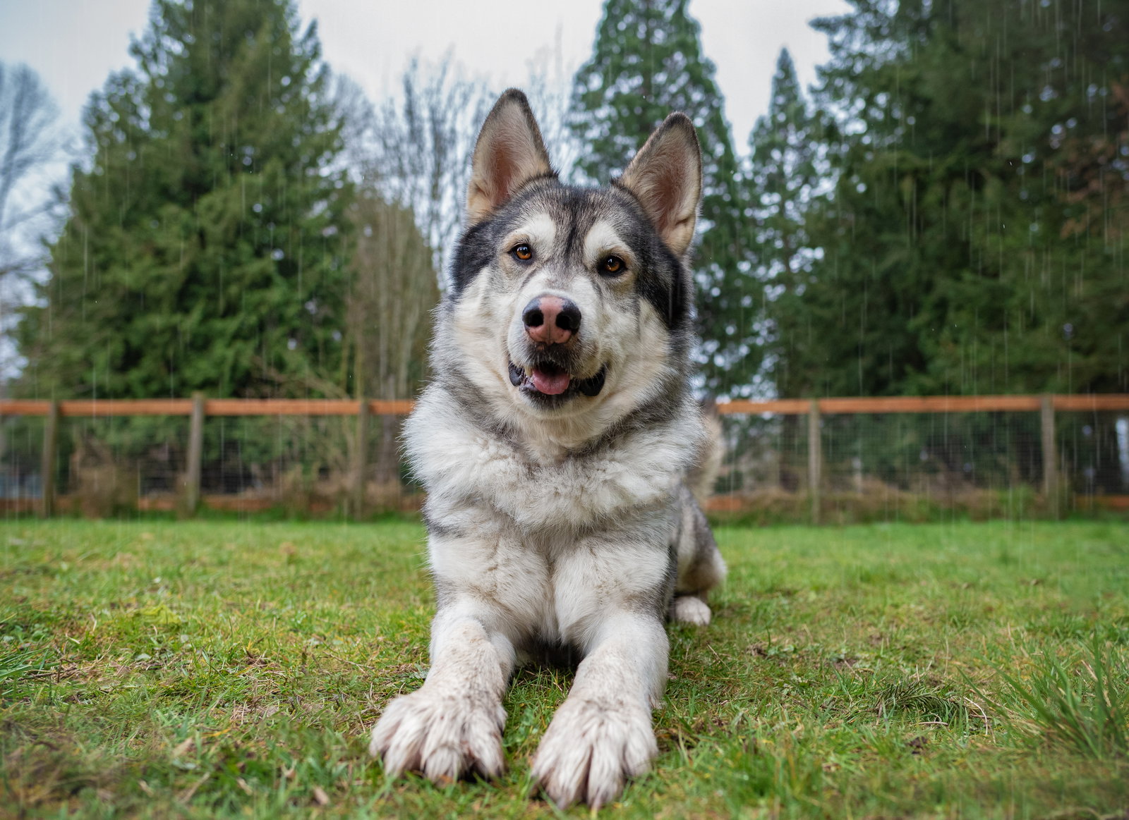 dog-image