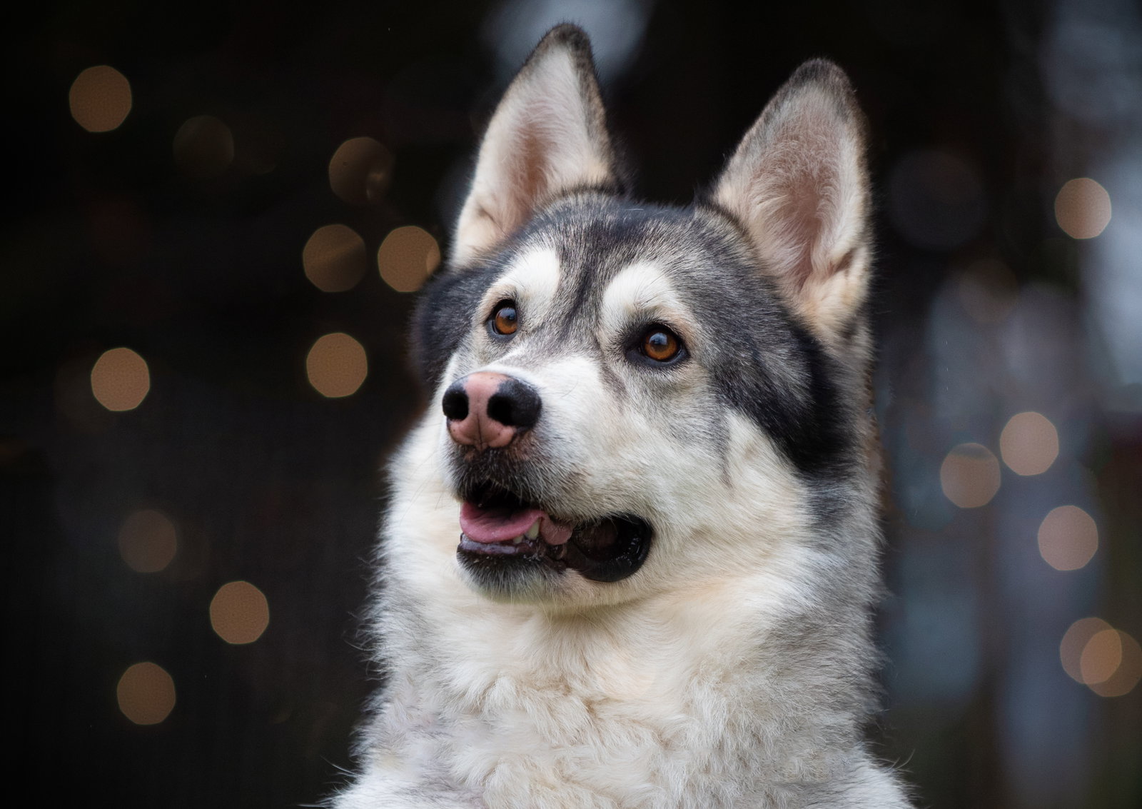 dog-image