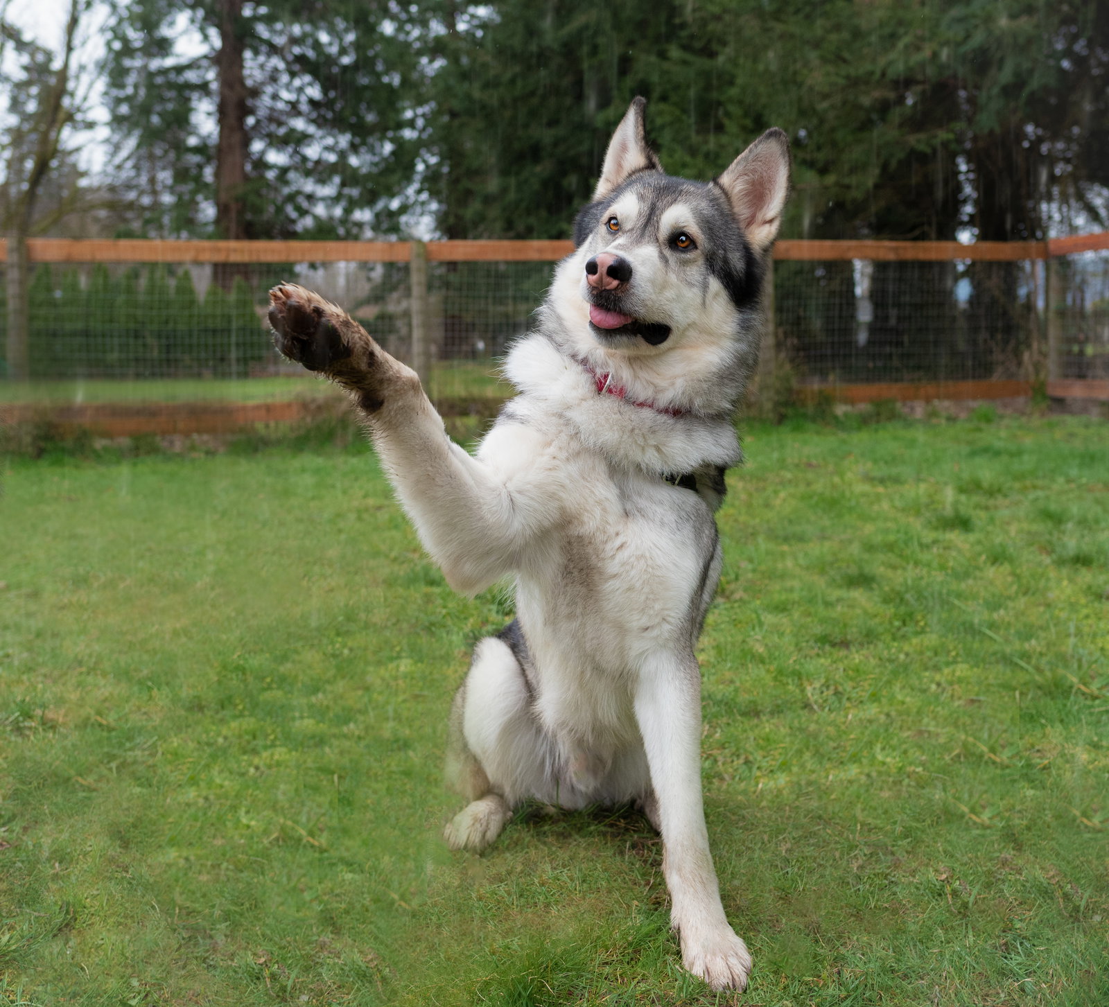 dog-image