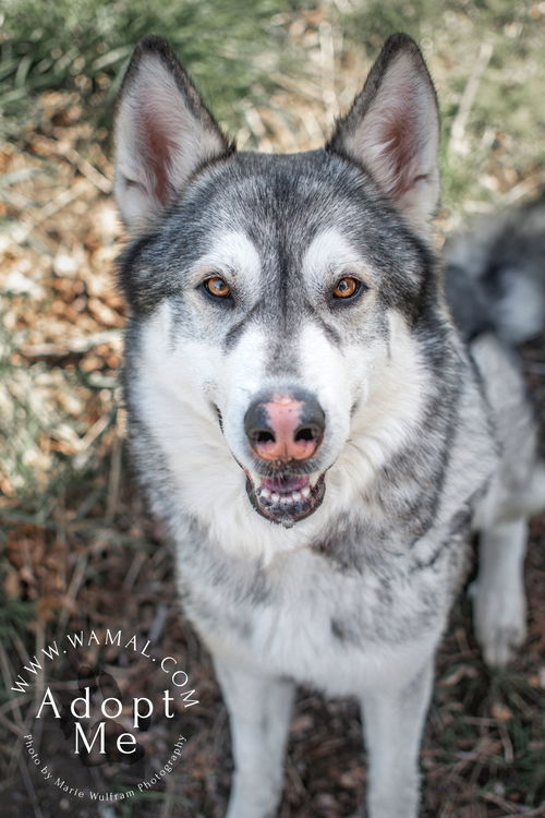 KOA