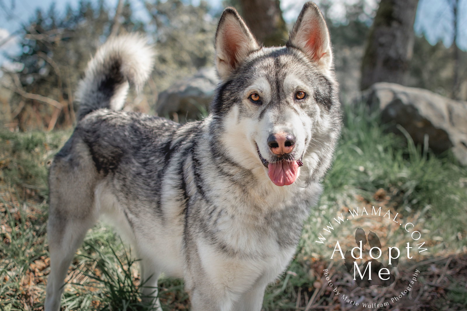 dog-image