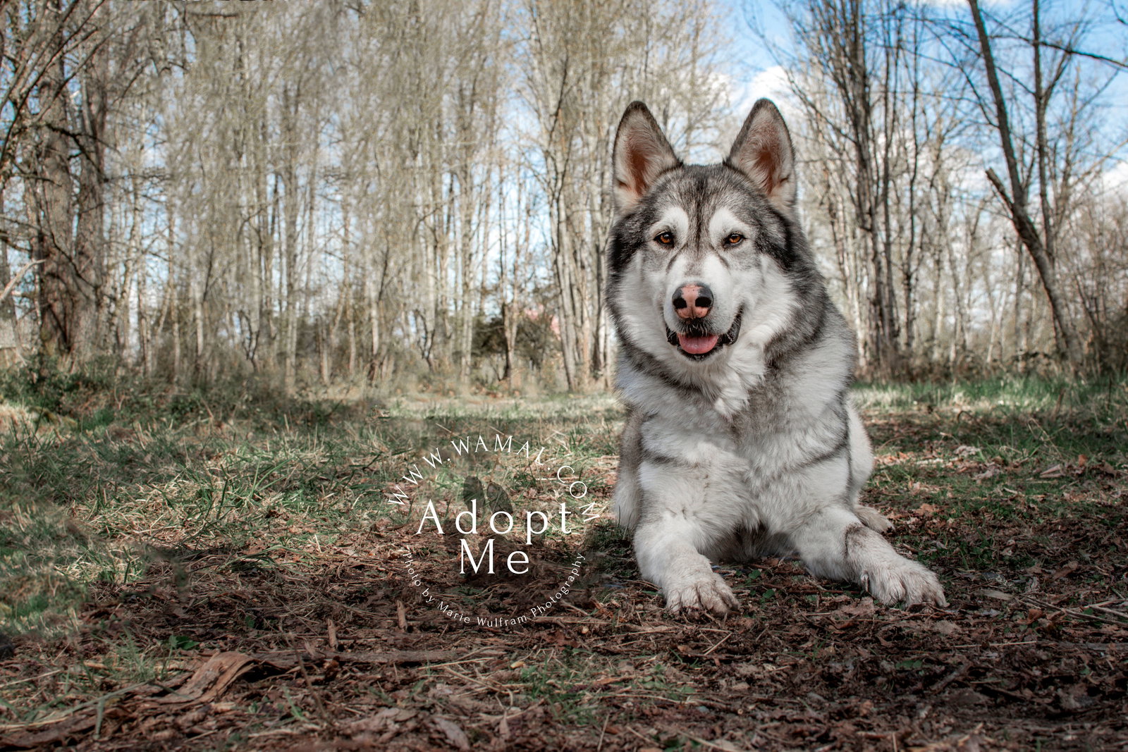 dog-image