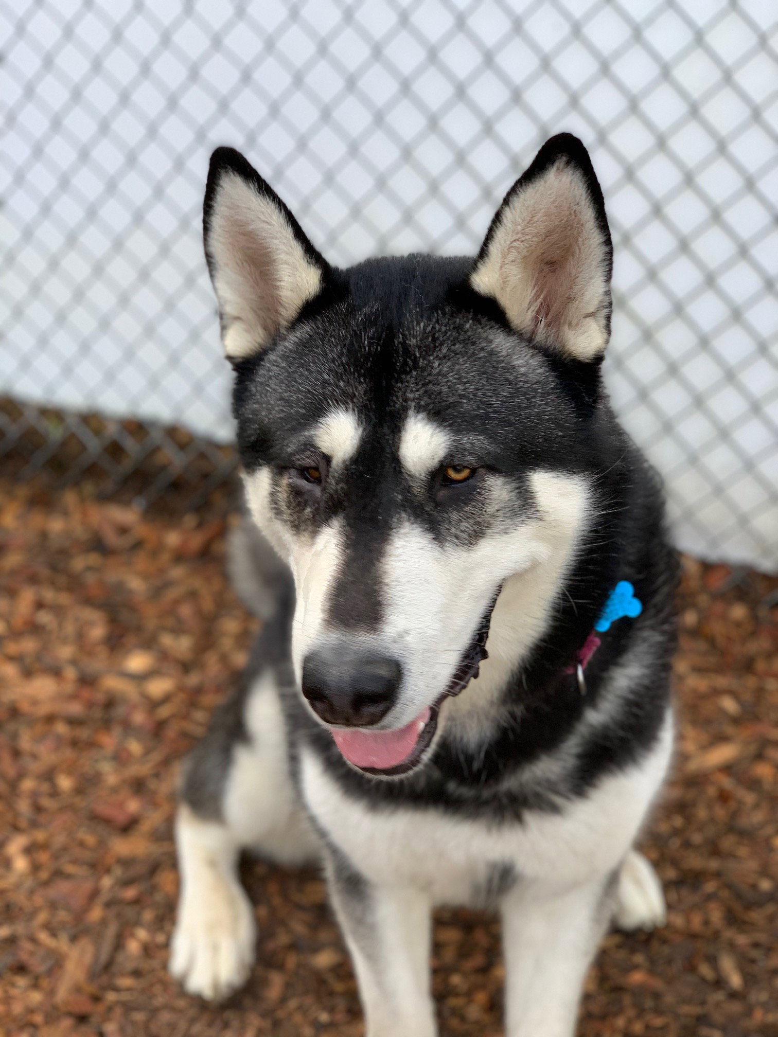 dog-image