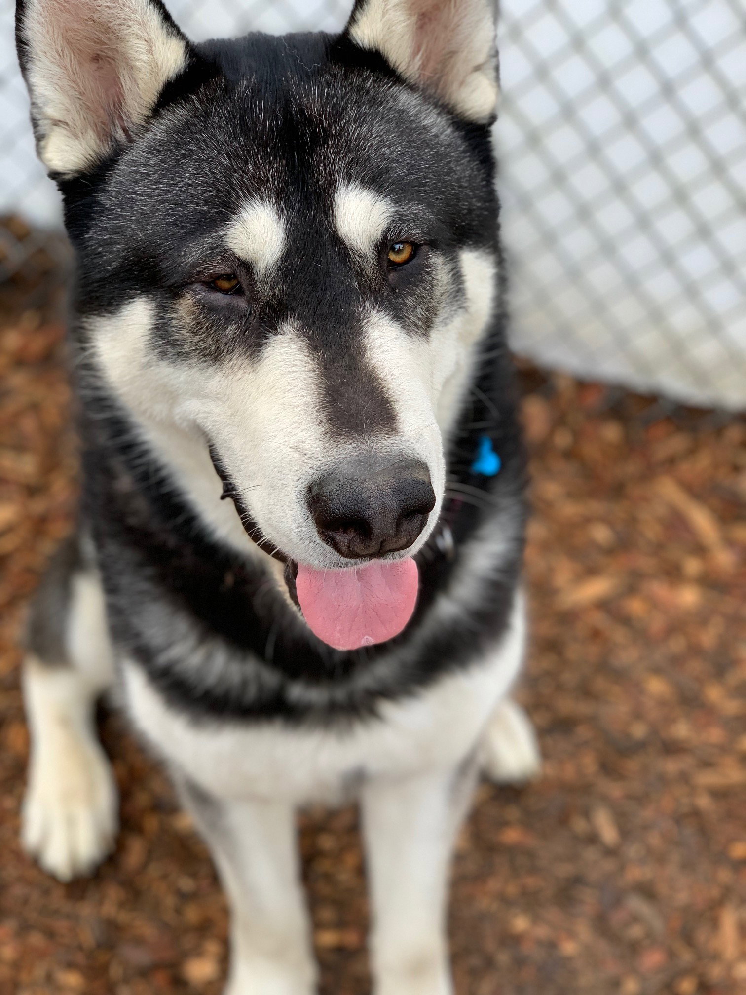 dog-image