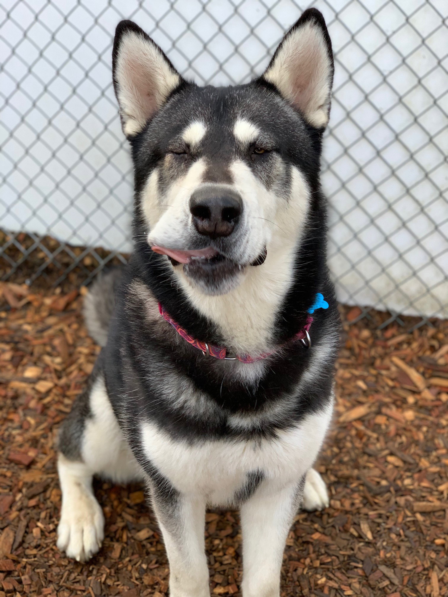 dog-image