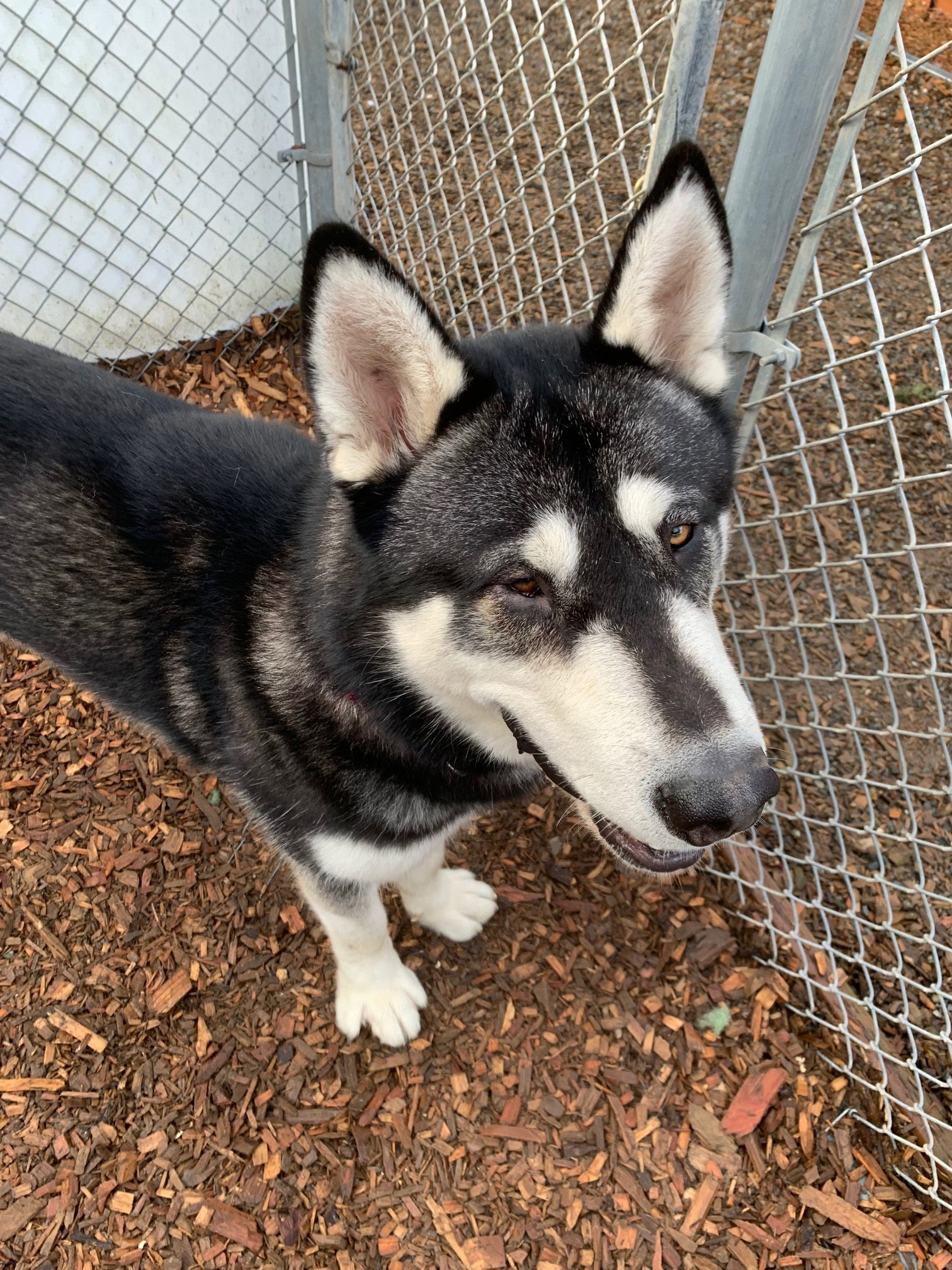 dog-image