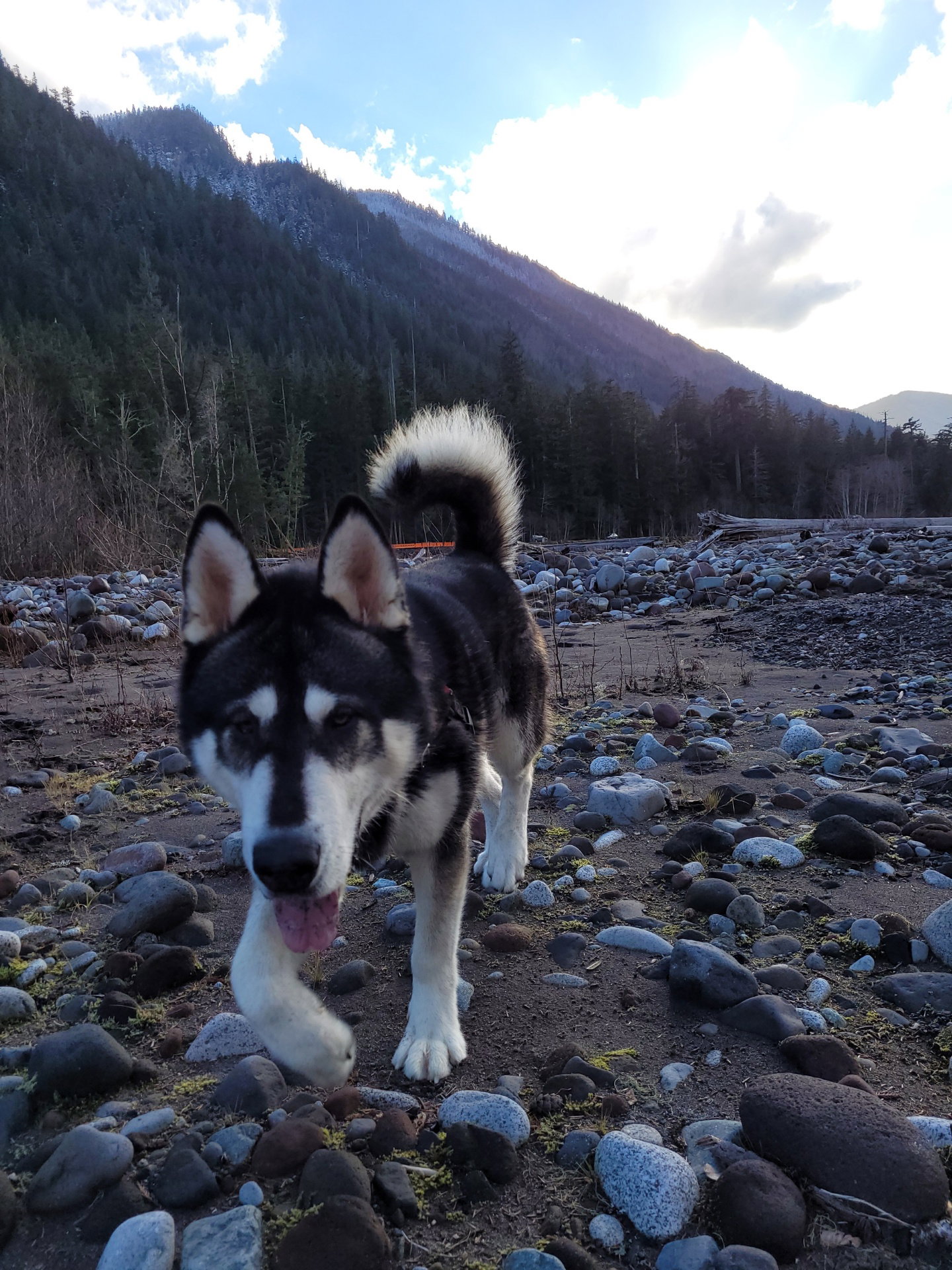 dog-image