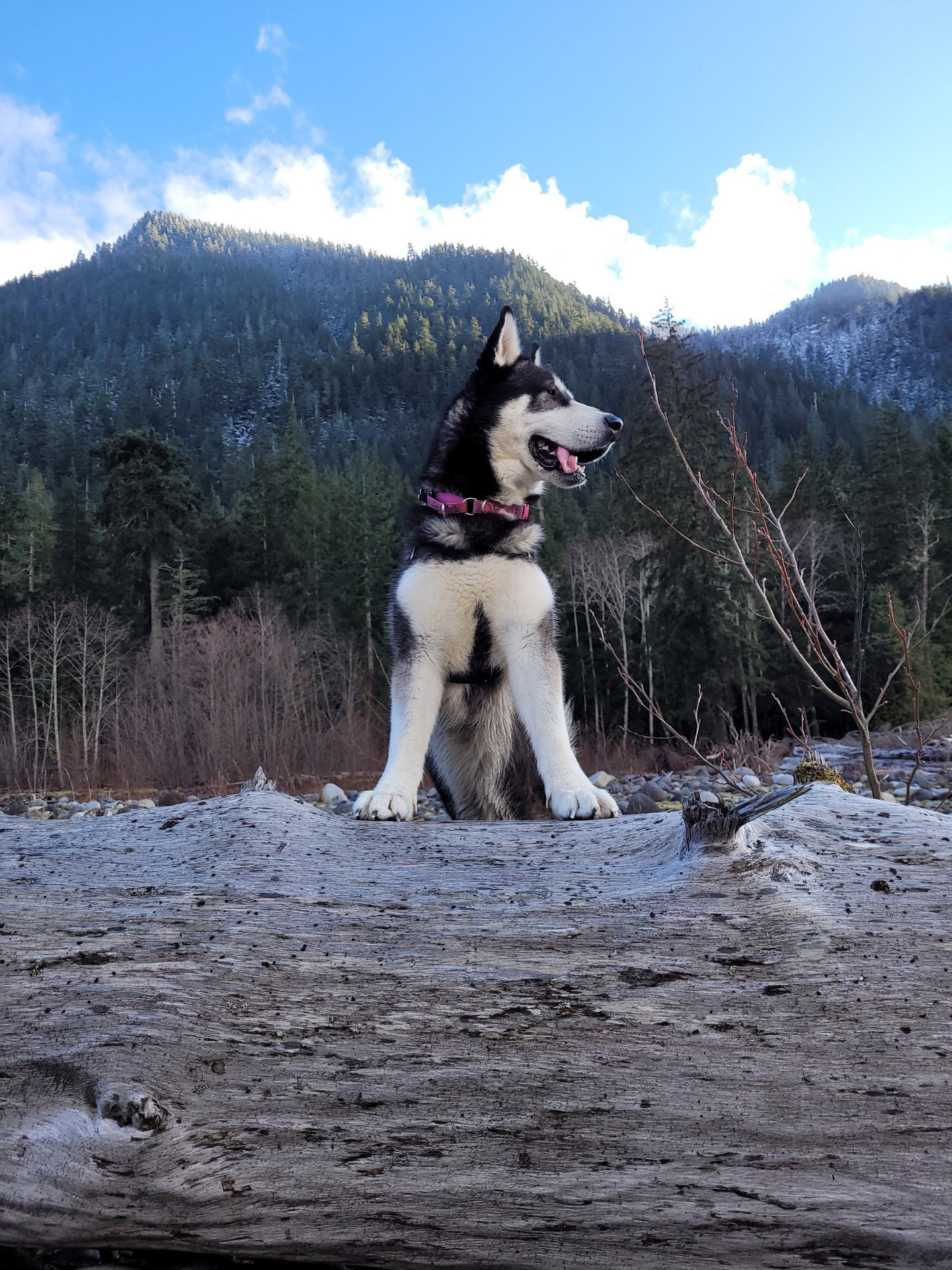 dog-image