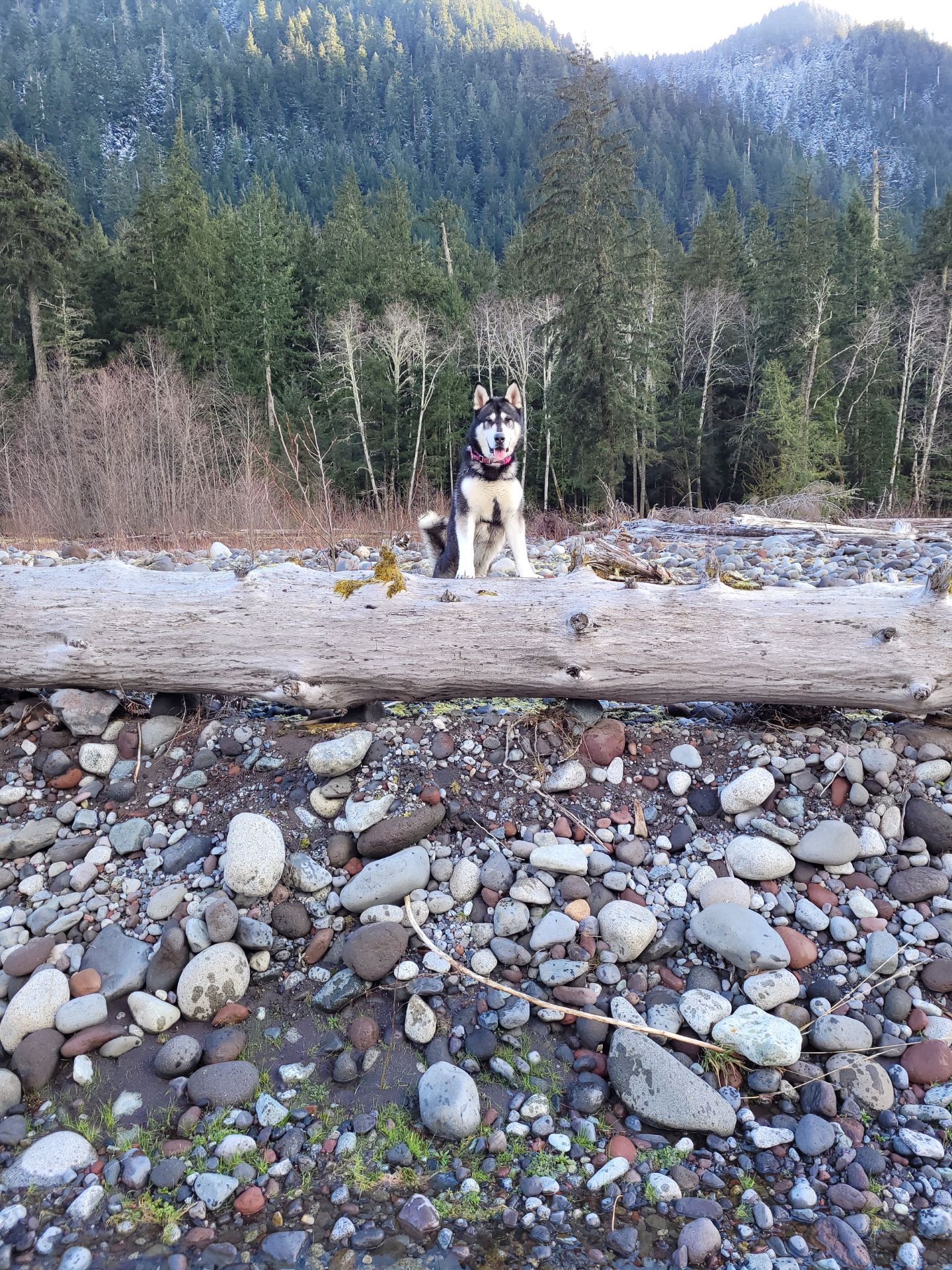 dog-image