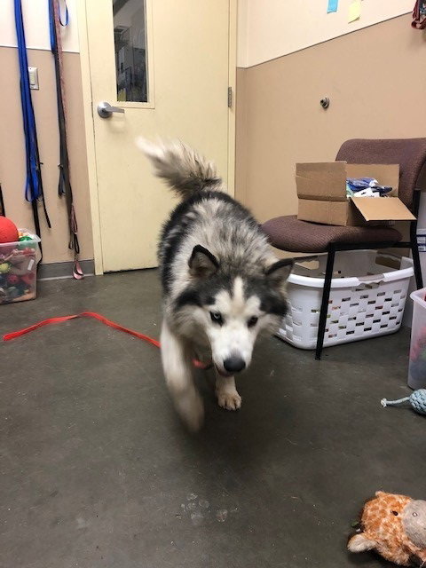 dog-image