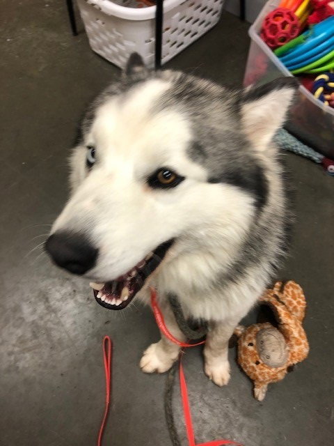 dog-image