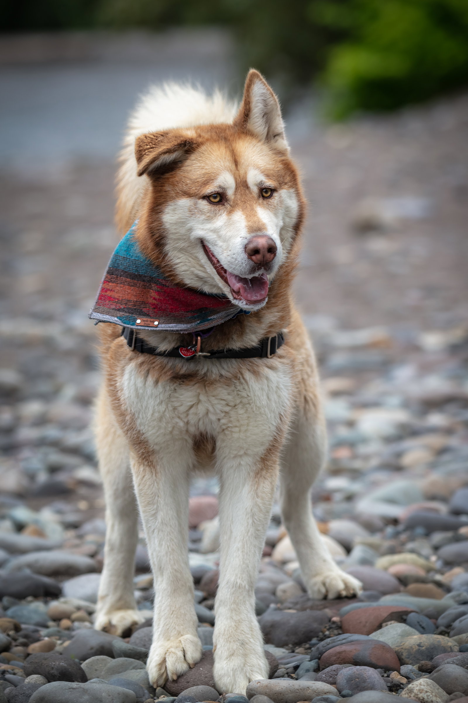 dog-image