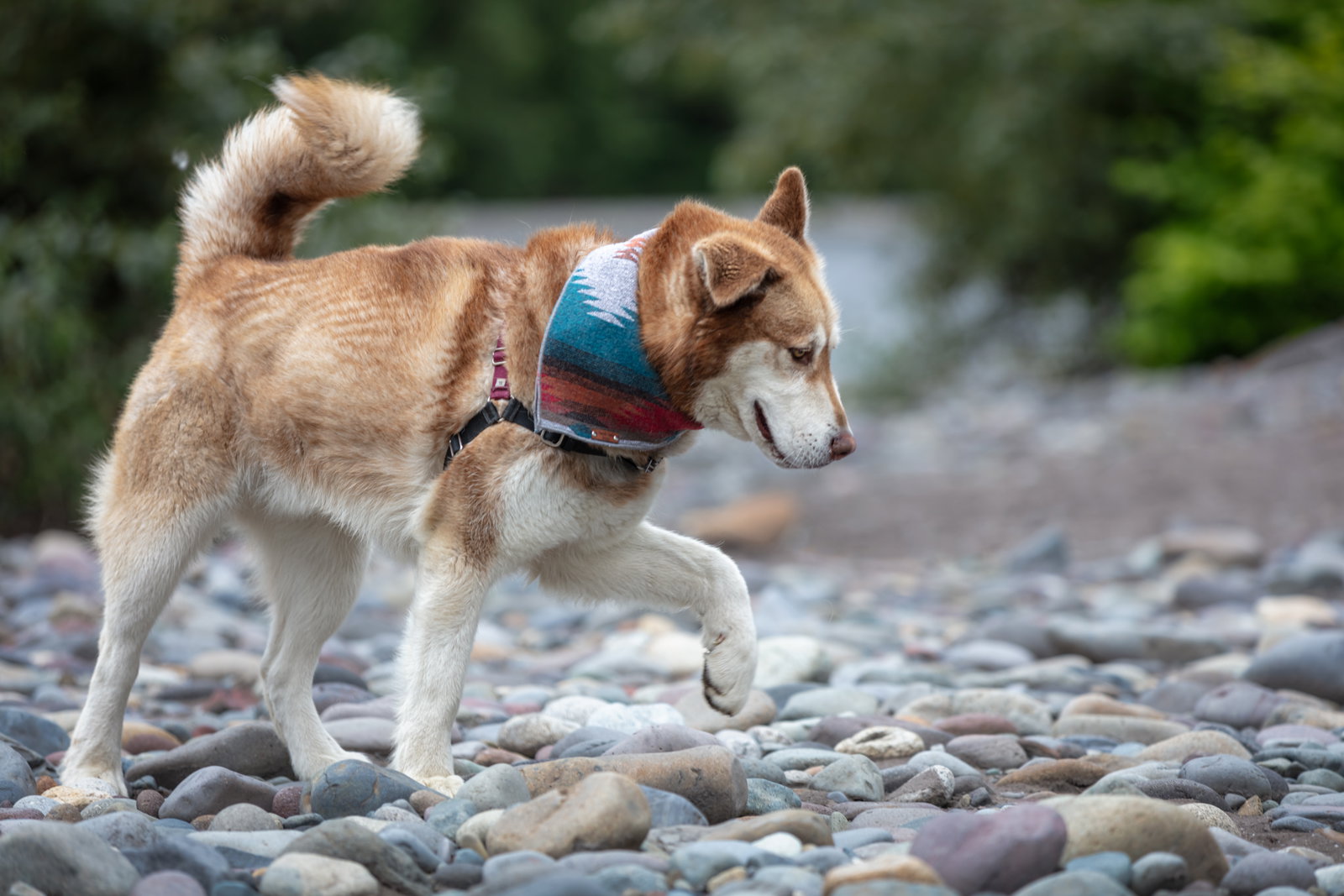 dog-image