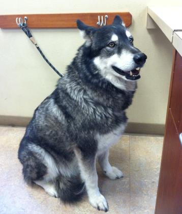 dog-image