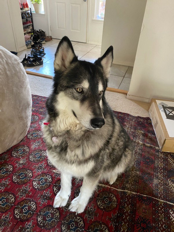 dog-image