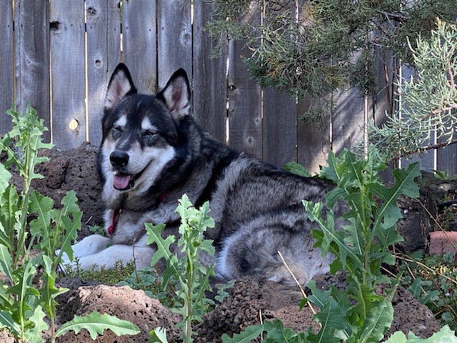 dog-image