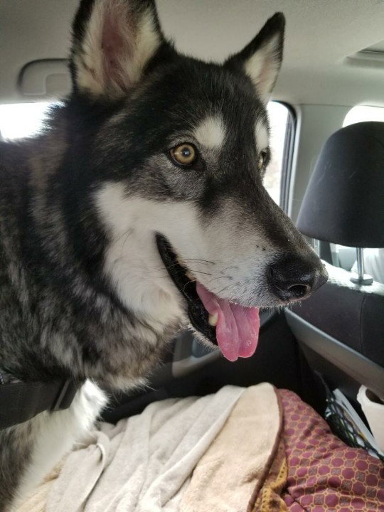 dog-image