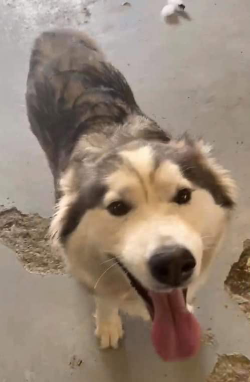 dog-image