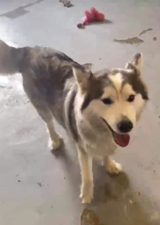 dog-image