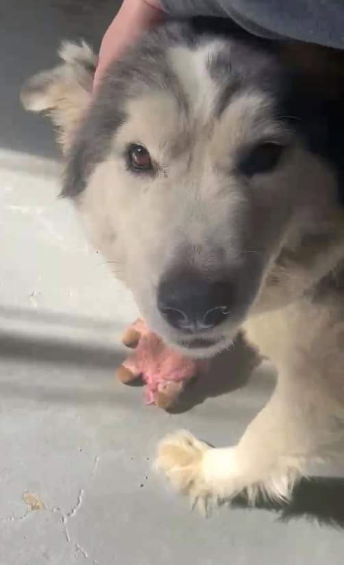 dog-image