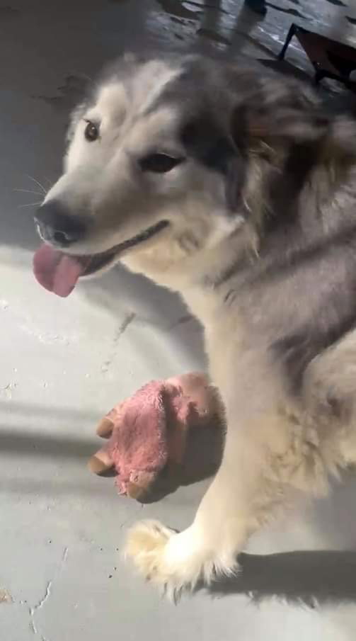 dog-image