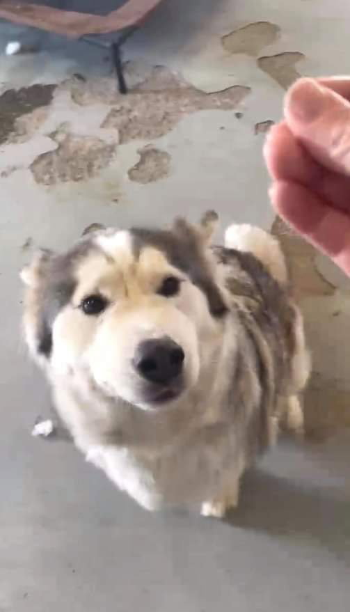 dog-image
