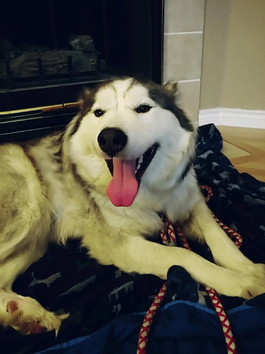 dog-image