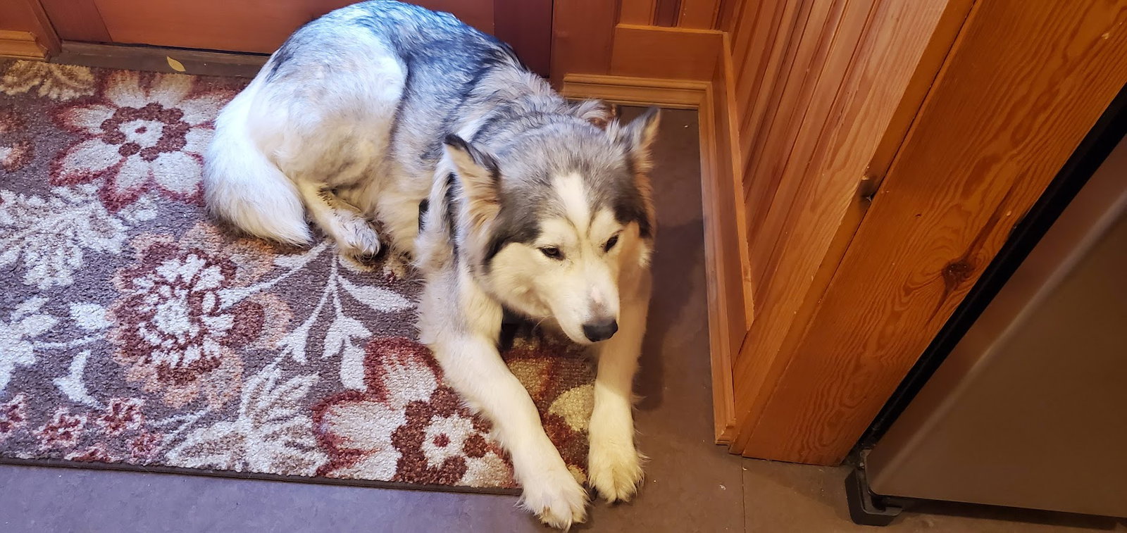 dog-image