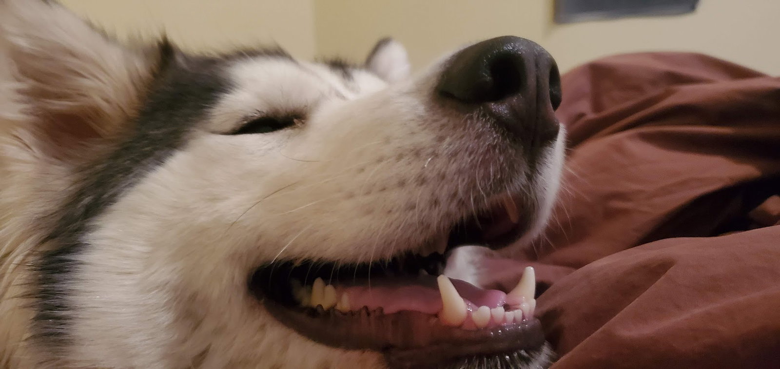 dog-image