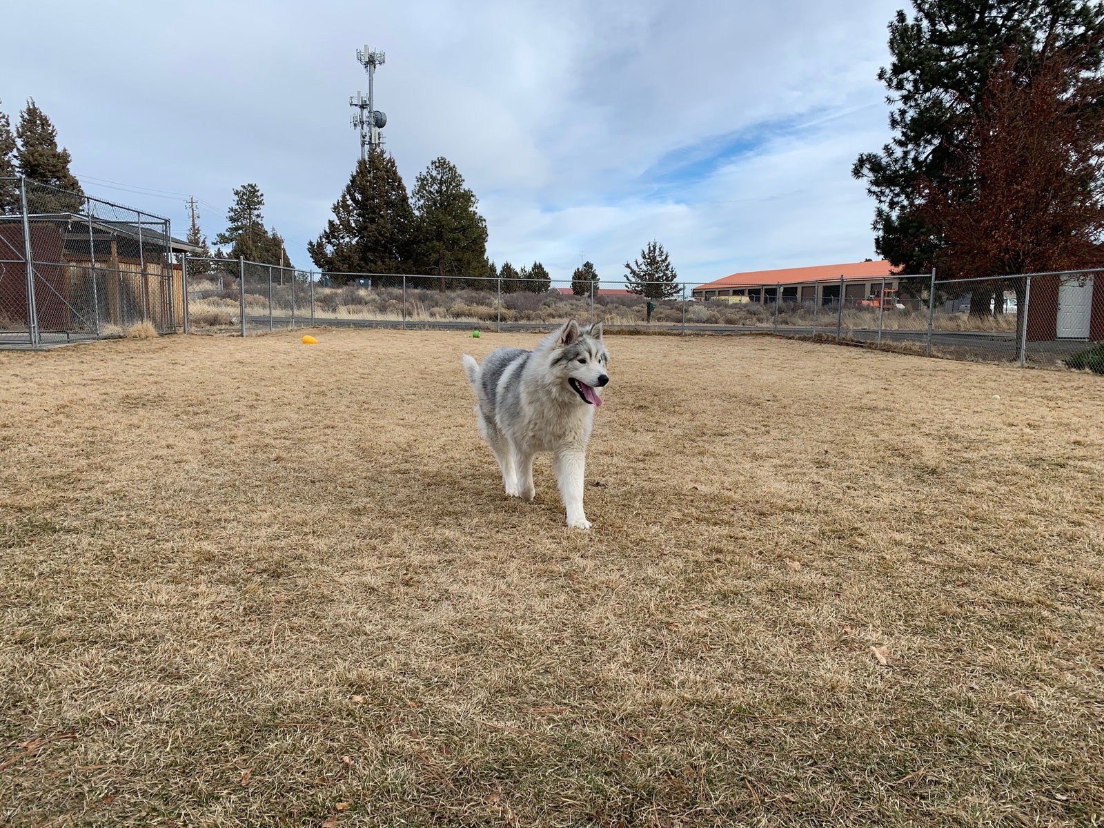 dog-image