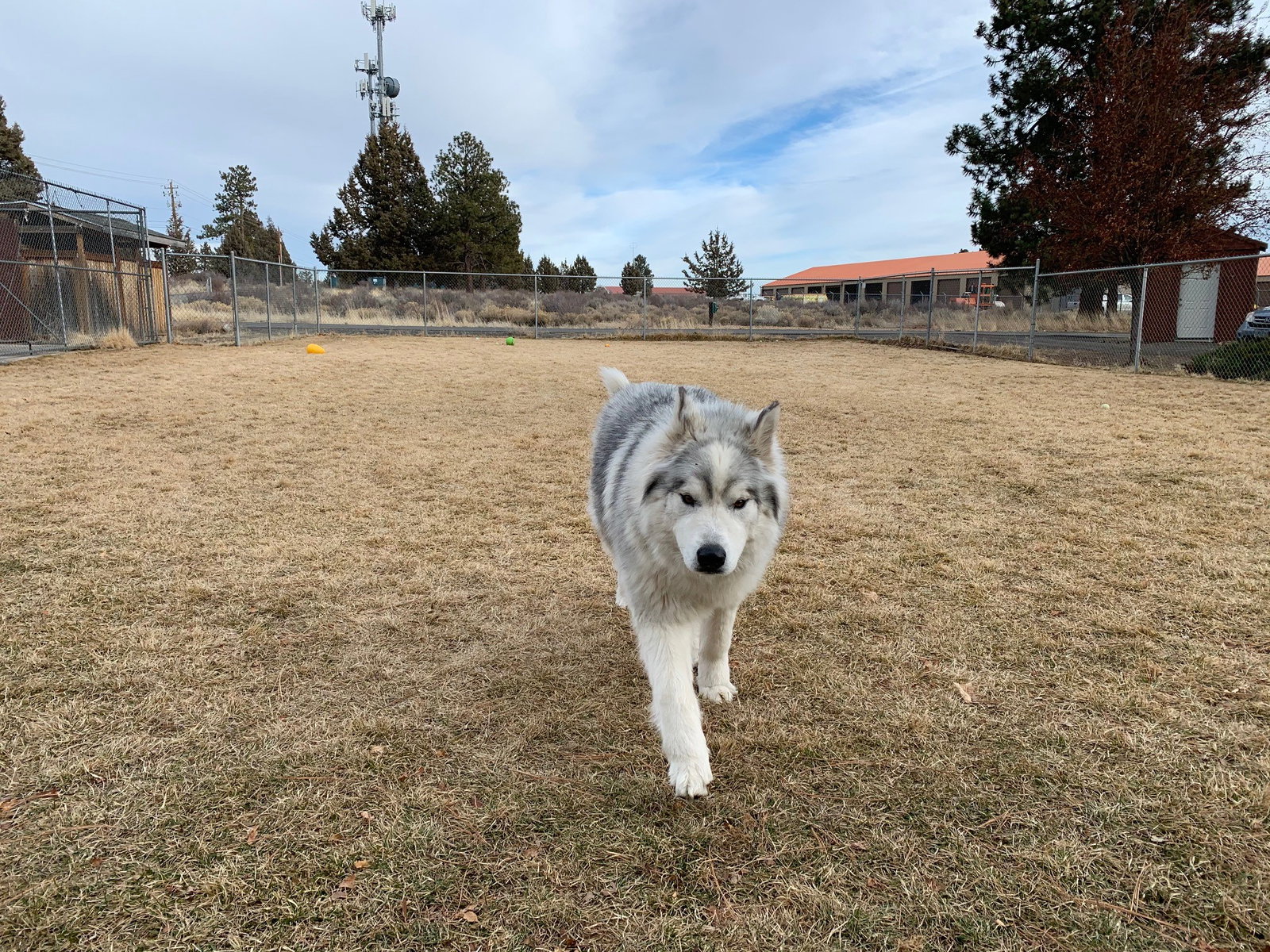 dog-image