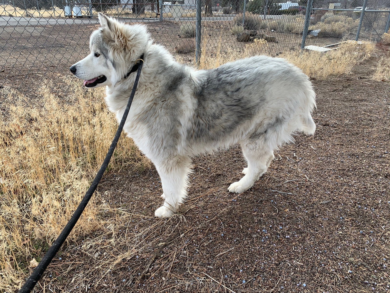 dog-image