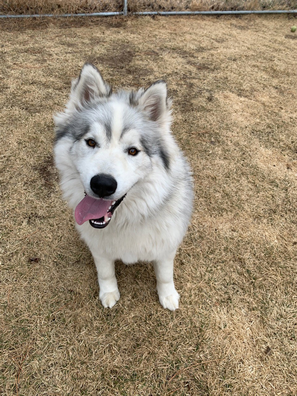 dog-image