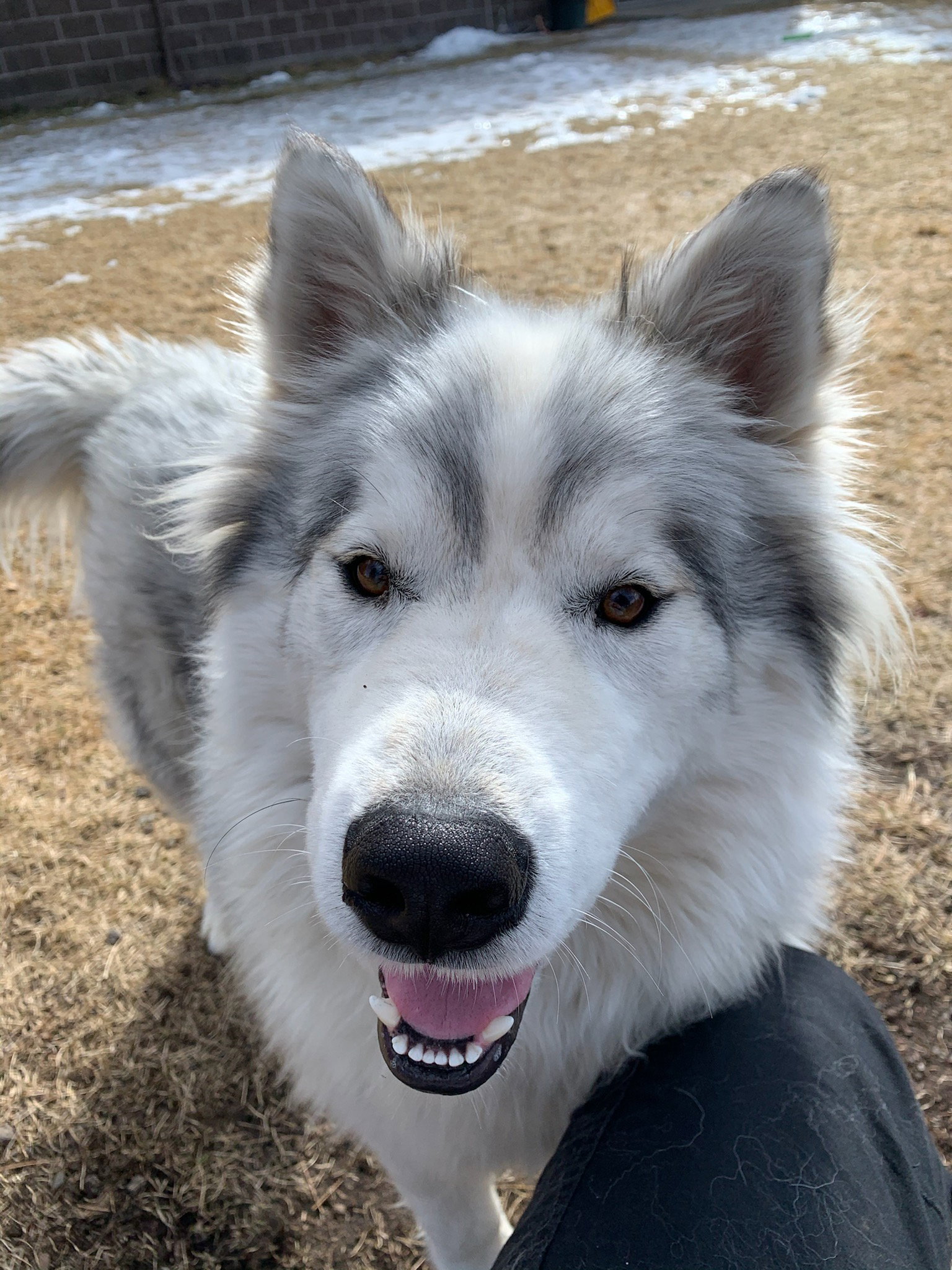 dog-image