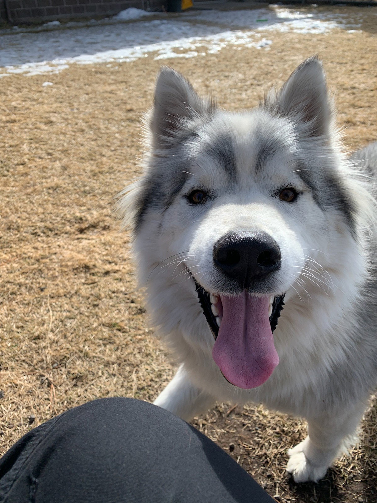 dog-image
