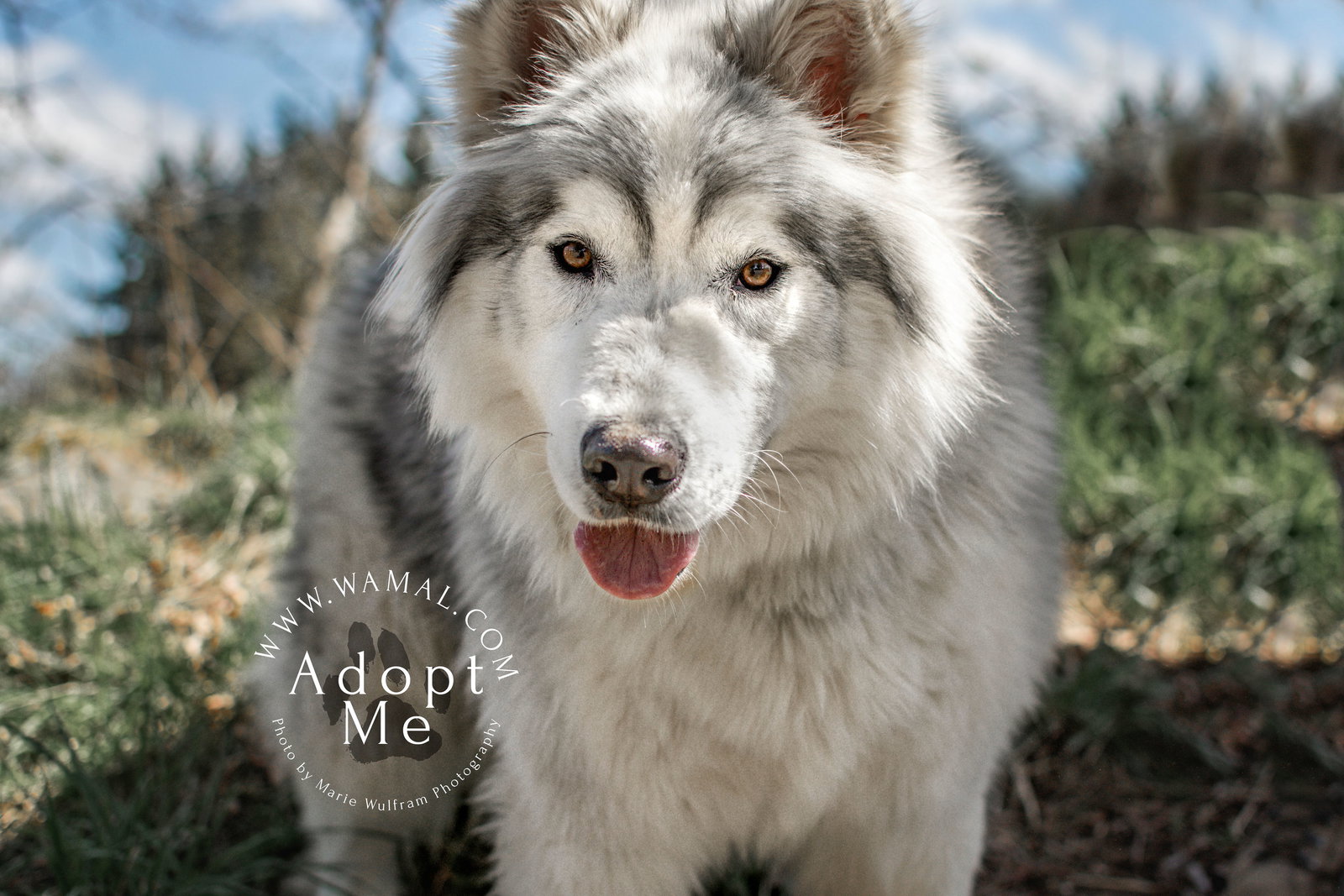dog-image