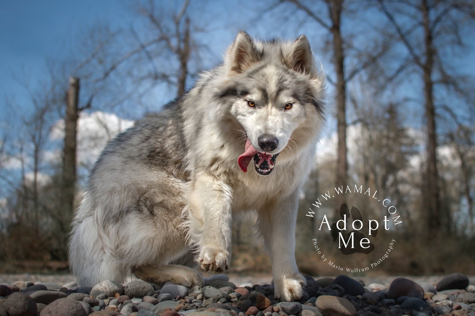 dog-image