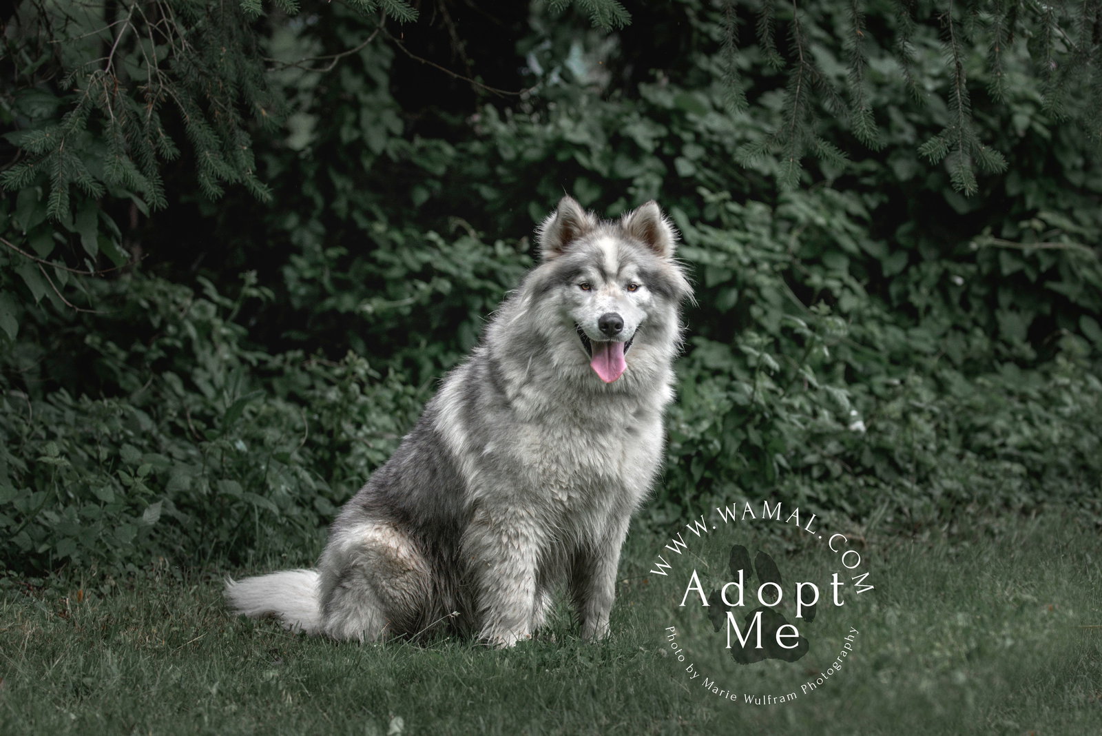 dog-image