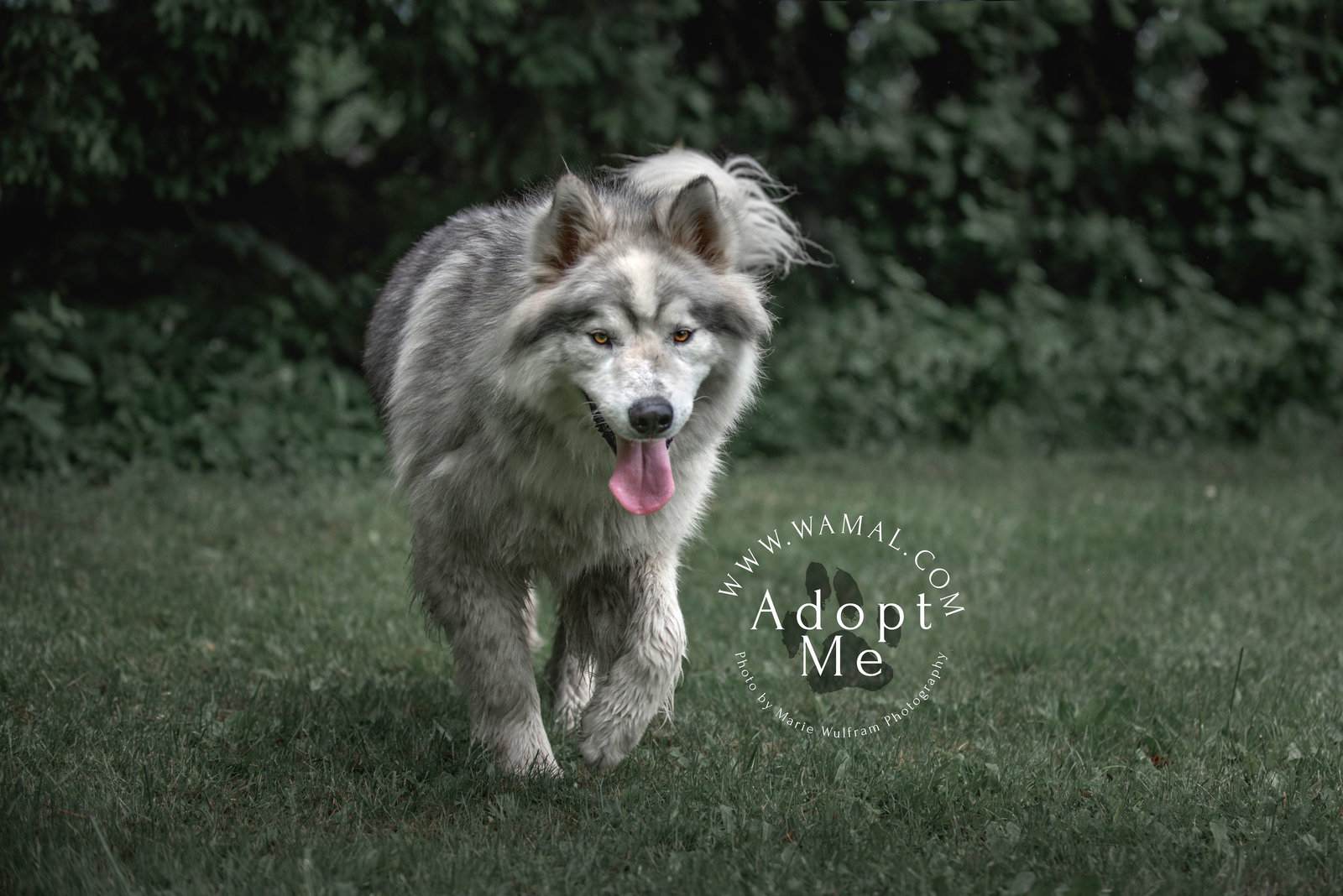 dog-image