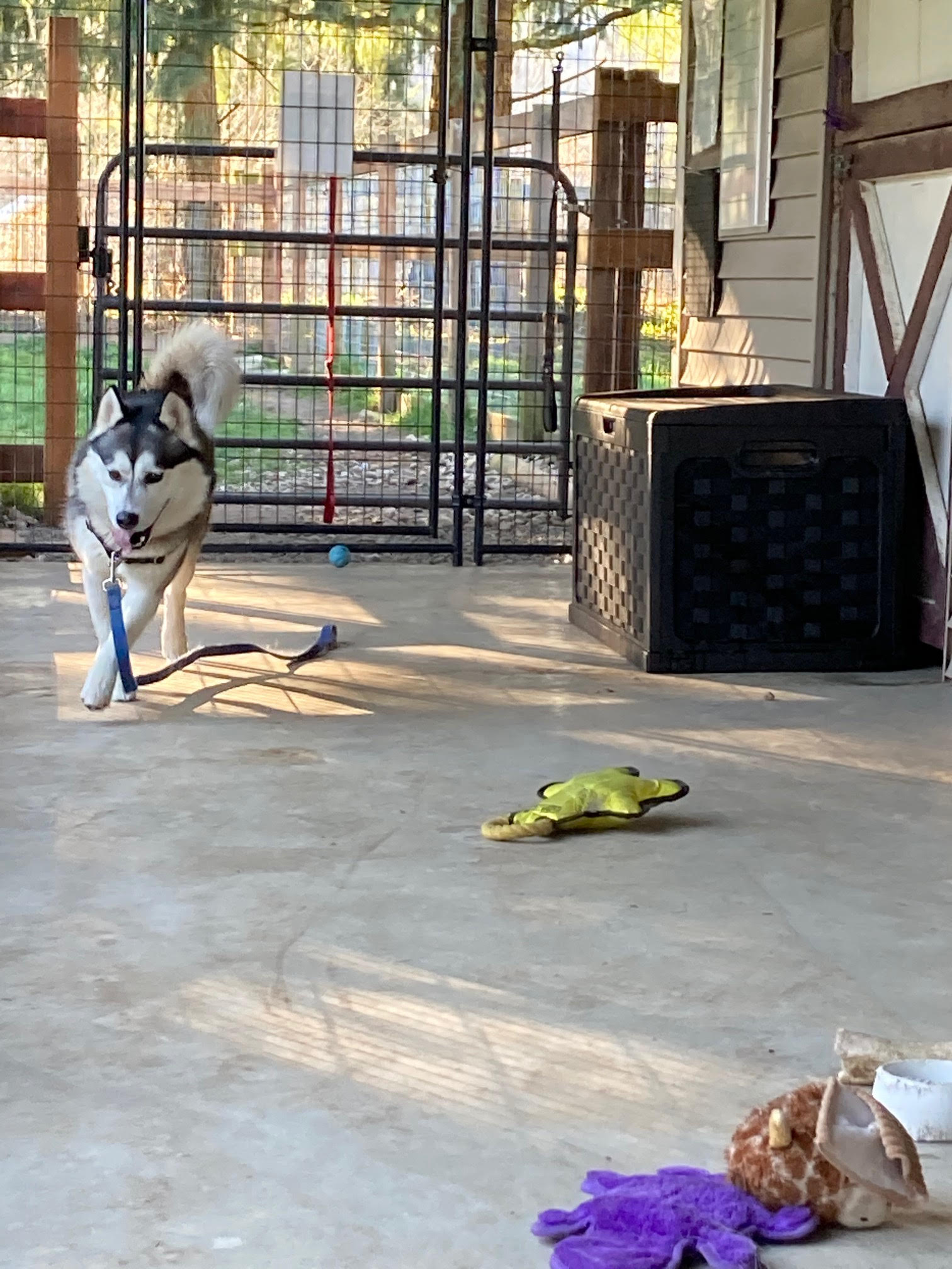 dog-image